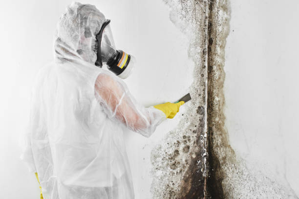 Trusted Navarre, OH Mold Removal Experts