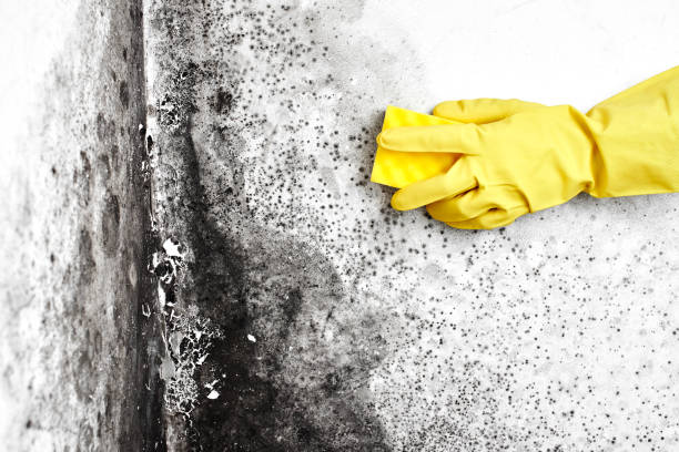 Mold Removal Process in Navarre, OH