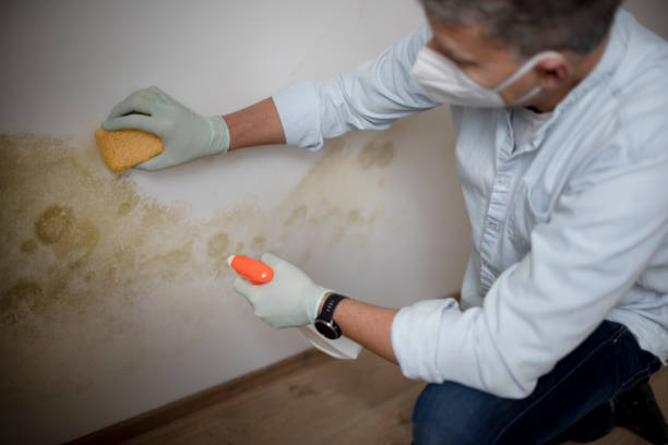 Home Mold Removal in Navarre, OH